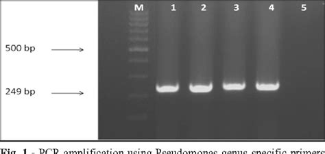 Fast and specific detection of Pseudomonas Aeruginosa from .